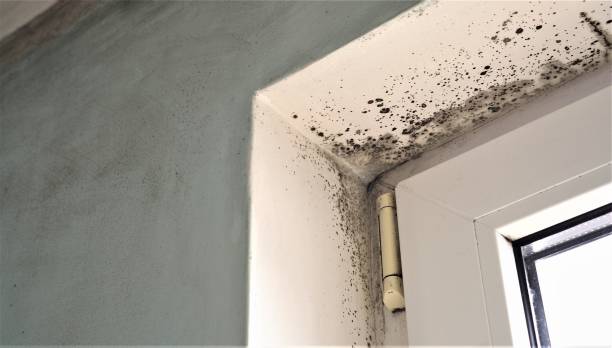 Mold Odor Removal Services in Dravosburg, PA