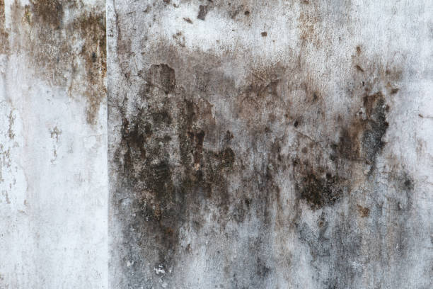 Best Environmental Consulting for Mold Prevention  in Dravosburg, PA
