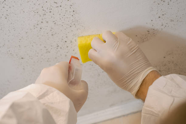 Best Basement Mold Removal  in Dravosburg, PA