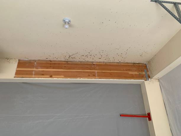 Best Crawl Space Mold Remediation  in Dravosburg, PA